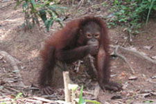 borneo